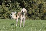SALUKI 029
